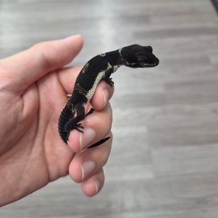 블랙나이트