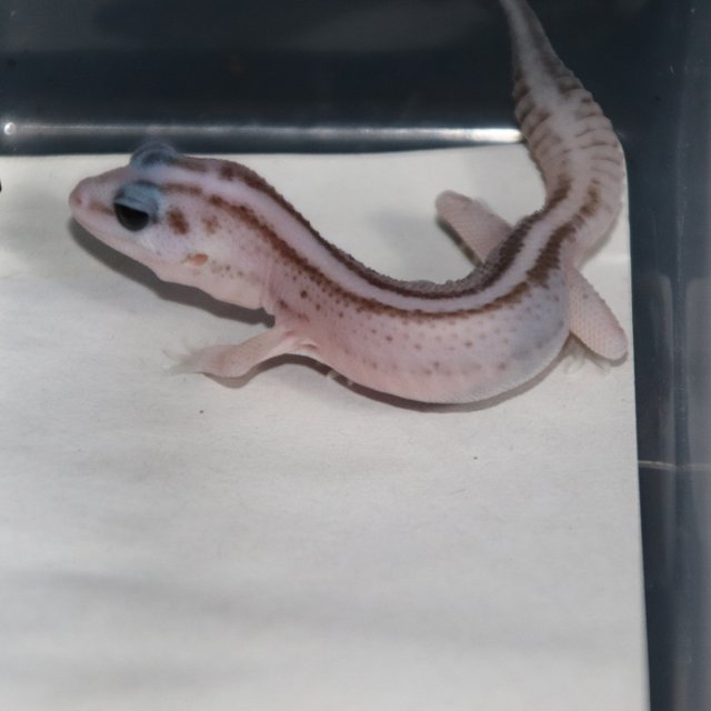 오레오 패턴리스