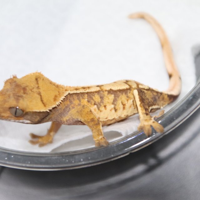 트라이 노멀 익스트림할리퀸