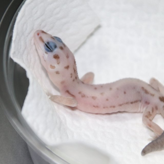 오레오 패턴리스