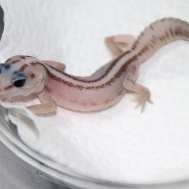 오레오 패턴리스