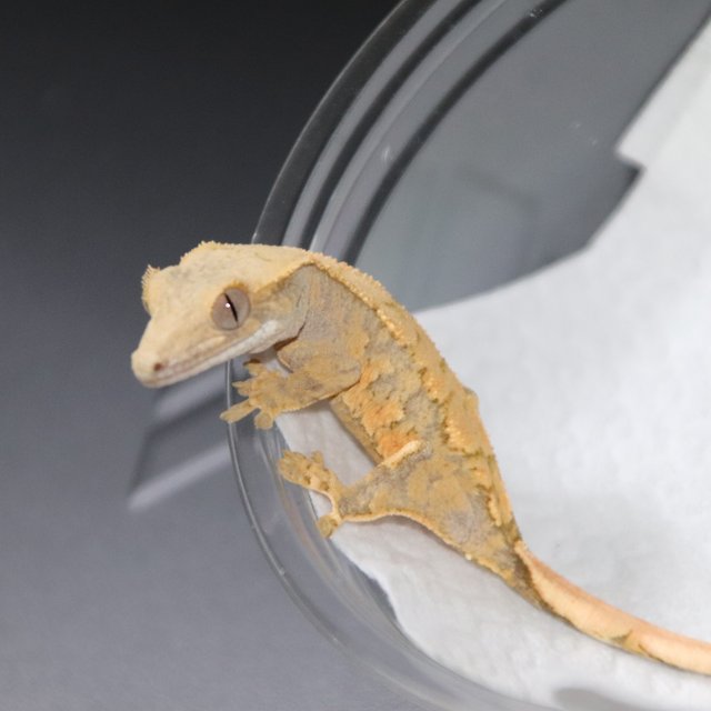 노멀 트라이 익스트림할리퀸