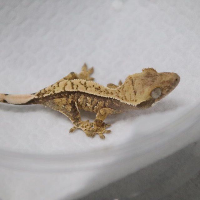 트라이 익스트림할리퀸