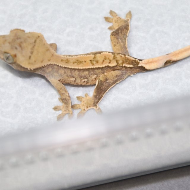 트라이 익스트림할리퀸