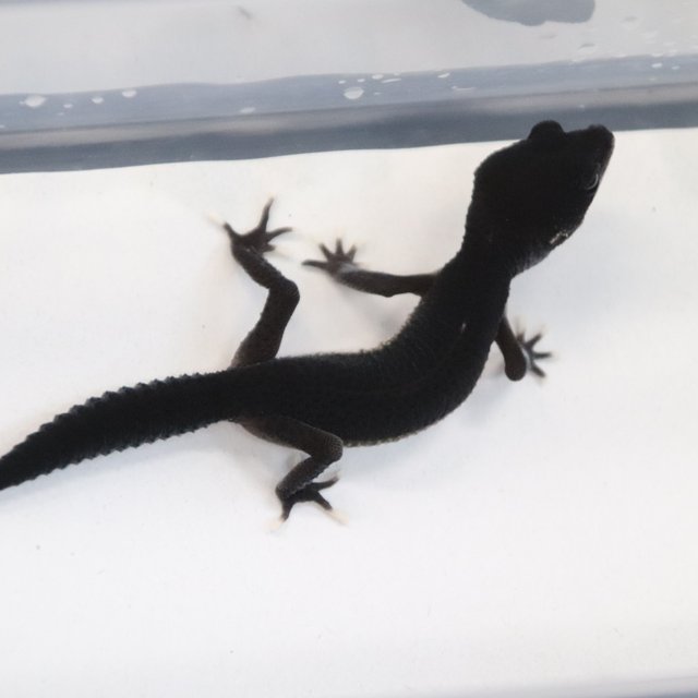 스노우 블랙나이트