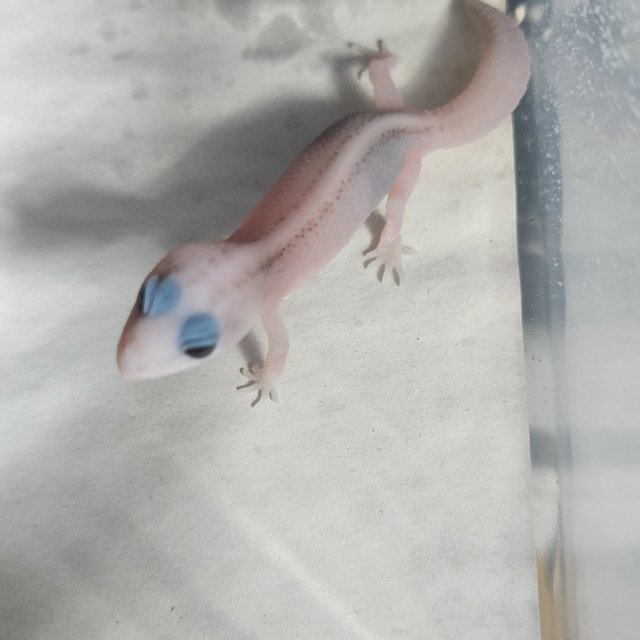 오레오 패턴리스