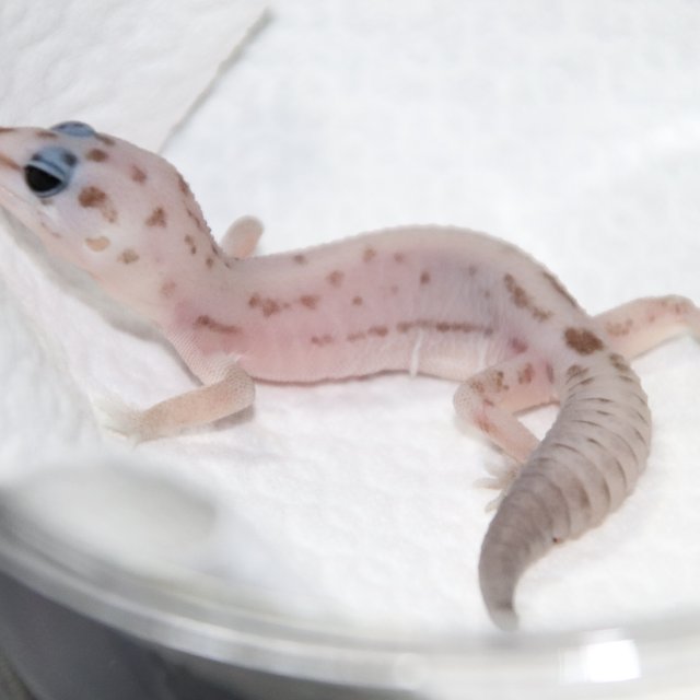 오레오 패턴리스