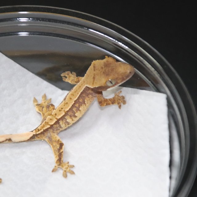 트라이 익스트림할리퀸