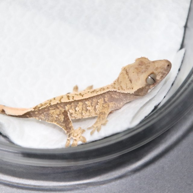 트라이 익스트림할리퀸