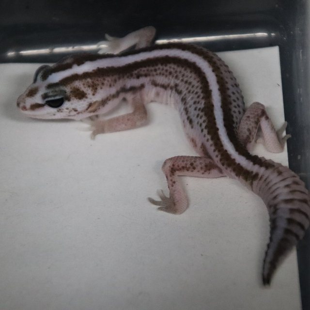 오레오 패턴리스