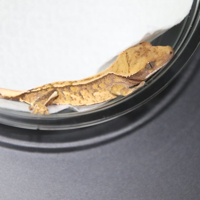 트라이 익스트림할리퀸