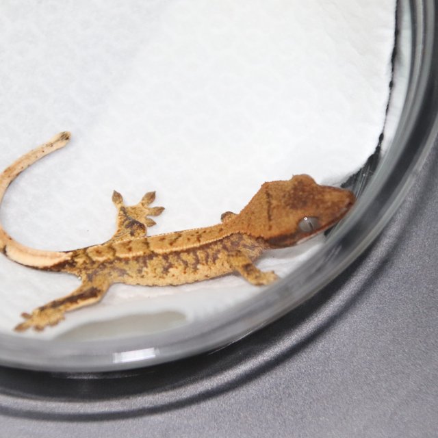 트라이 익스트림할리퀸