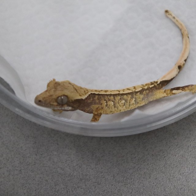 트라이 익스트림할리퀸