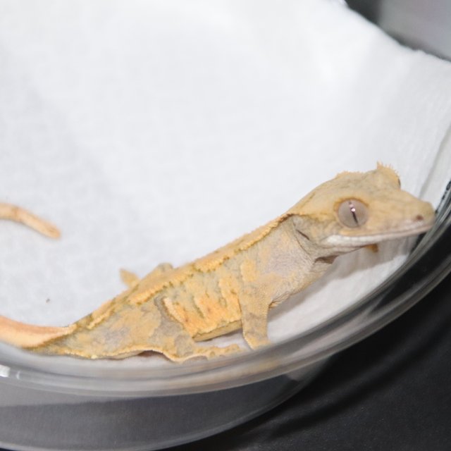 노멀 트라이 익스트림할리퀸