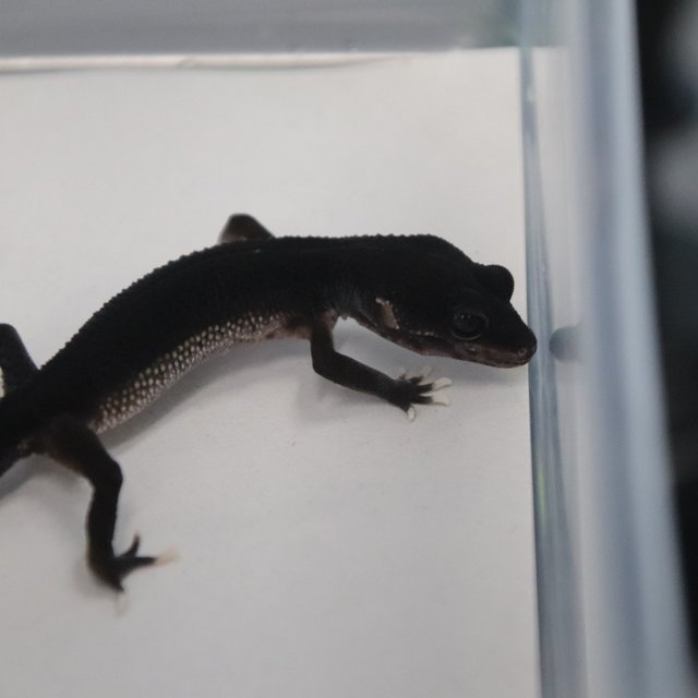 스노우 블랙나이트