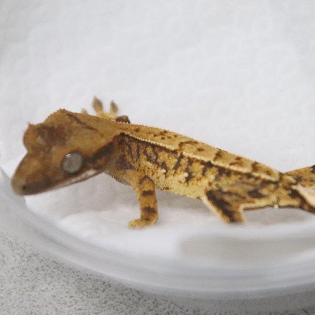 트라이 익스트림할리퀸