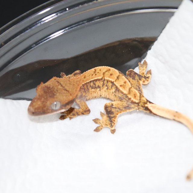 트라이 익스트림할리퀸