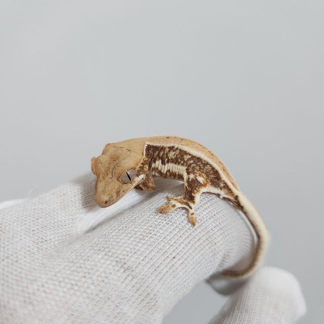 릴리화이트 트라이