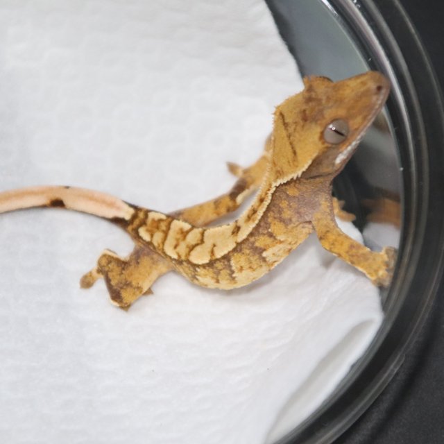 트라이 노멀 익스트림할리퀸