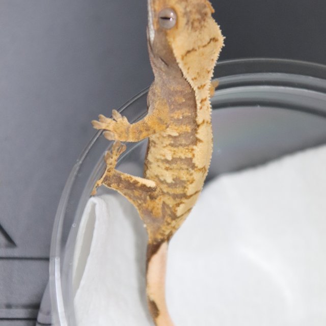 트라이 익스트림할리퀸 노멀