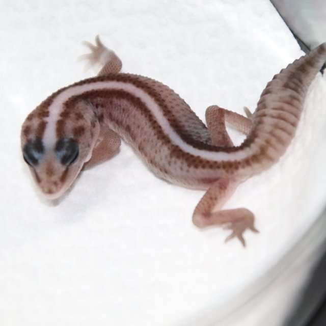 오레오 패턴리스