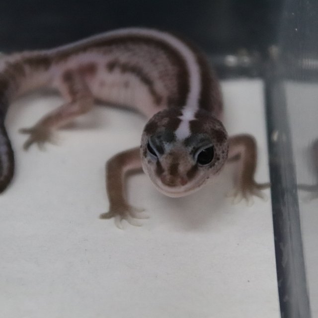 오레오 패턴리스