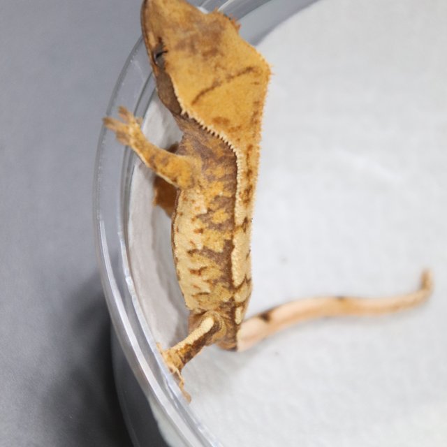 트라이 노멀 익스트림할리퀸