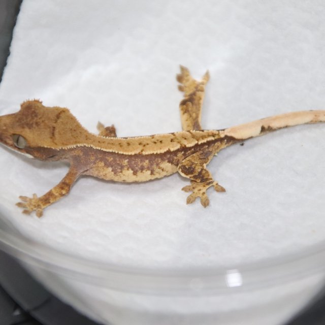 트라이 익스트림할리퀸