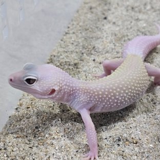 디아블로블랑코 스노우