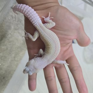 디아블로블랑코 스노우