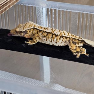 트라이 익스트림할리퀸