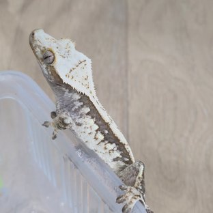 노멀 화이트스팟