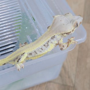 릴리화이트 솔리드백