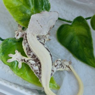 릴리화이트 솔리드백