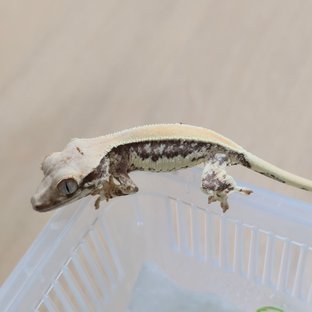 릴리화이트 솔리드백