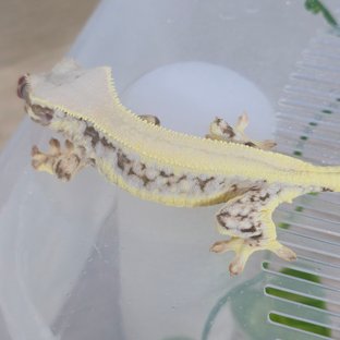 릴리화이트 솔리드백