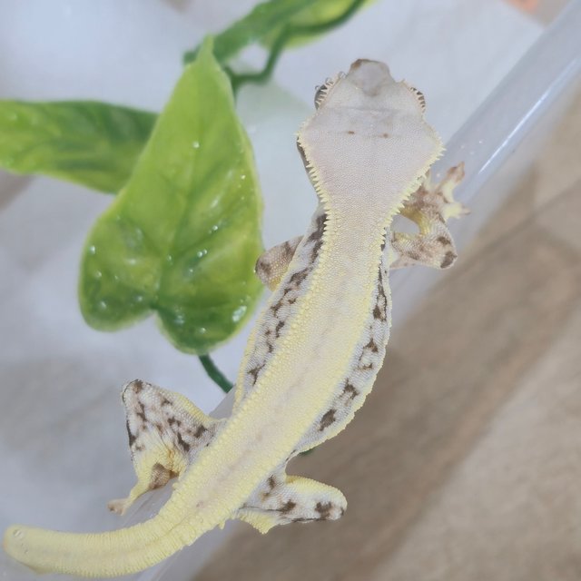 릴리화이트 솔리드백