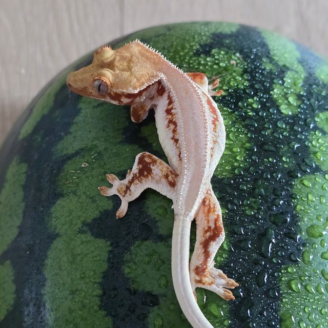 릴리화이트 레드