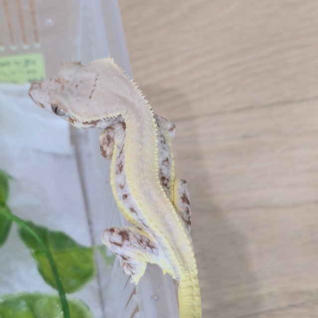 릴리화이트 솔리드백