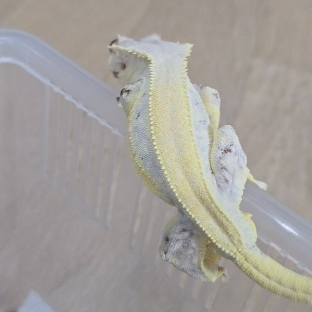 릴리화이트 솔리드백