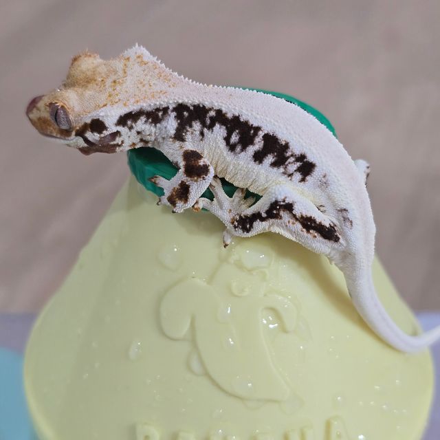 릴리화이트 솔리드백