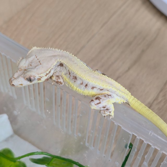 릴리화이트 솔리드백