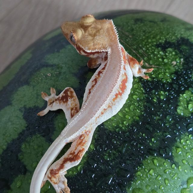 릴리화이트 레드