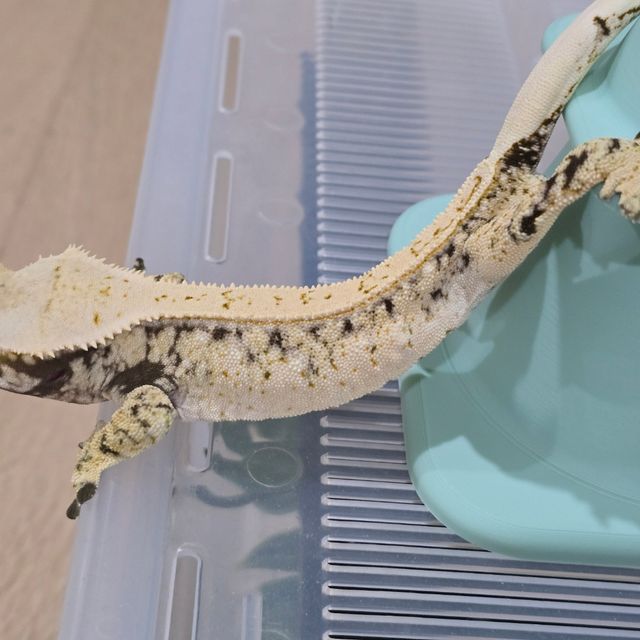 노멀 풀핀 화이트스팟