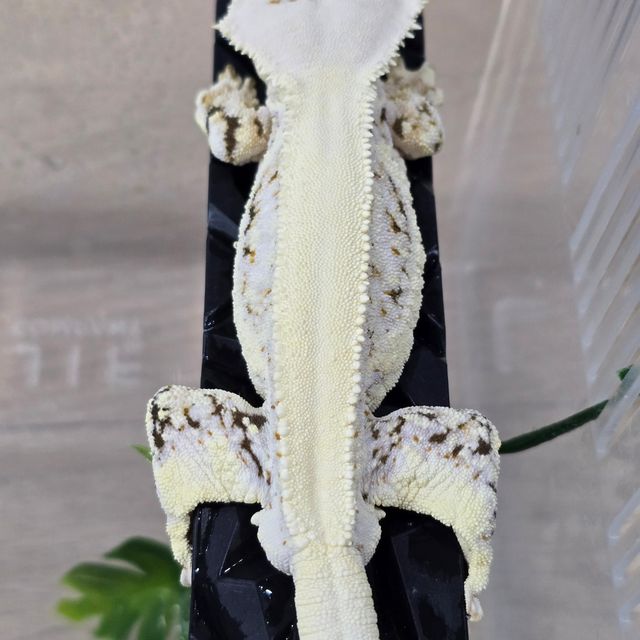 릴리화이트 솔리드백