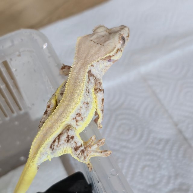 릴리화이트 솔리드백