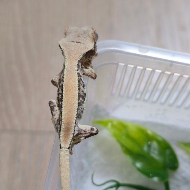 릴리화이트 솔리드백