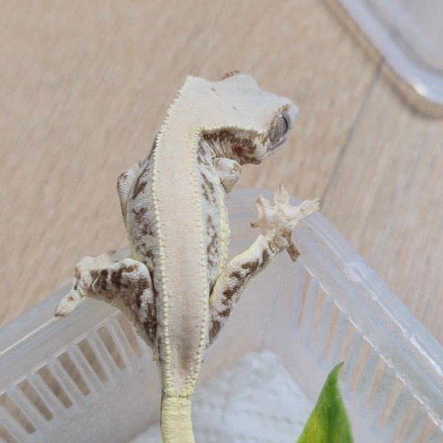 릴리화이트 솔리드백