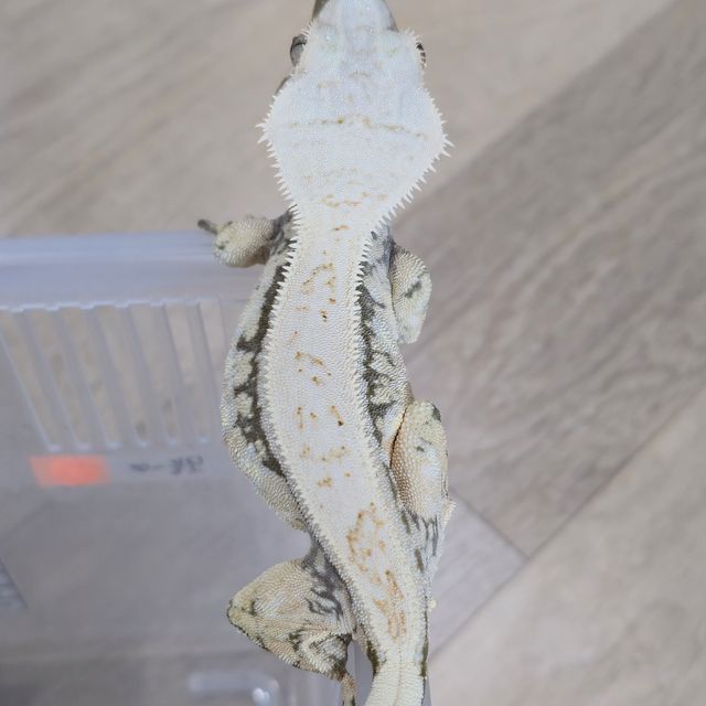 노멀 화이트스팟 풀핀