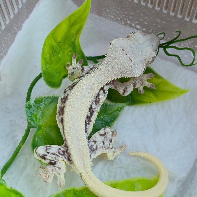 릴리화이트 솔리드백